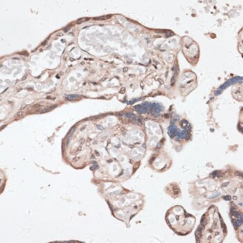 SPDEF Antibody - BSA Free