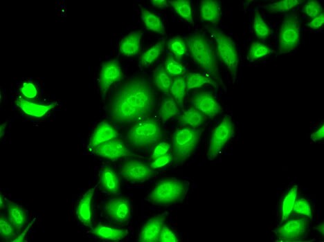 SPDEF Antibody - BSA Free