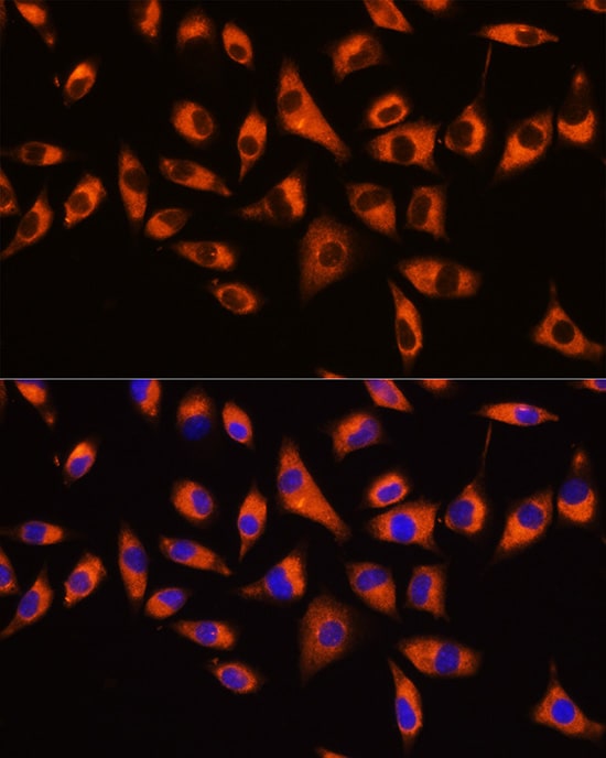GNB2 Antibody - BSA Free