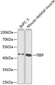 FIBP Antibody - BSA Free