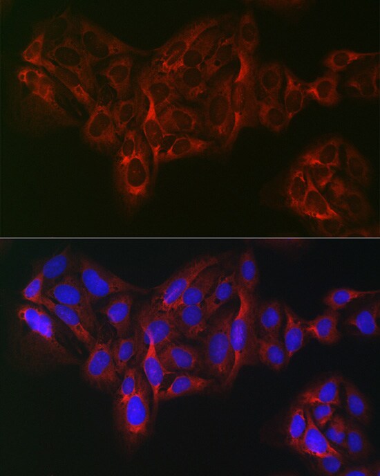 eIF4A1 Antibody - Azide and BSA Free