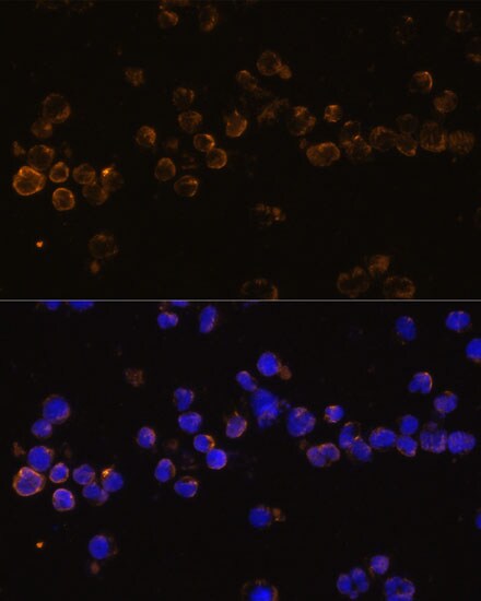 KLRC4 Antibody - Azide and BSA Free