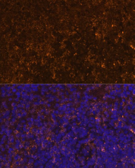 KLRC4 Antibody - Azide and BSA Free