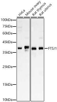 FTSJ1 Antibody - BSA Free