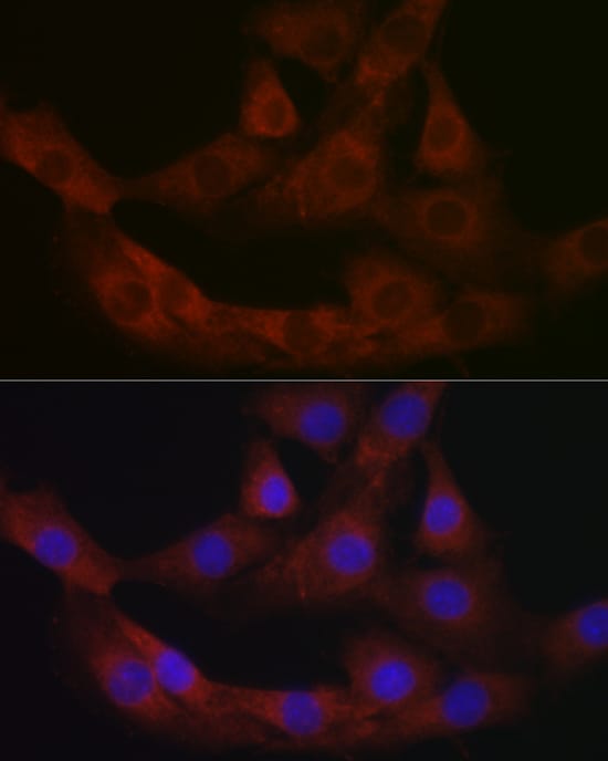 MBP-1 Antibody - Azide and BSA Free