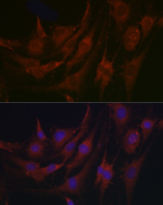 MBP-1 Antibody - Azide and BSA Free