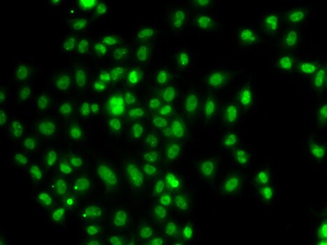FOXN2 Antibody - BSA Free