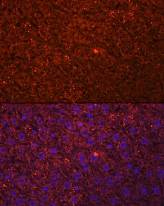 HSD17B13 Antibody - Azide and BSA Free