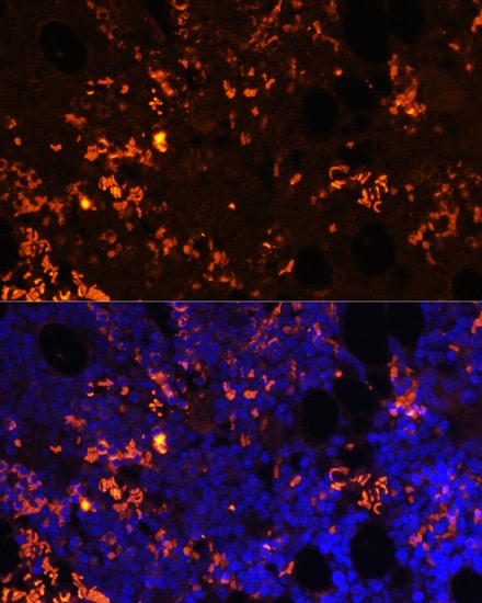 GPR55 Antibody - Azide and BSA Free