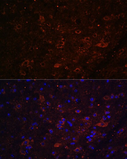FSTL5 Antibody - Azide and BSA Free