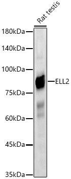 ELL2 Antibody - Azide and BSA Free