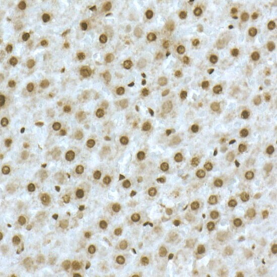 TOX Antibody - Azide and BSA Free