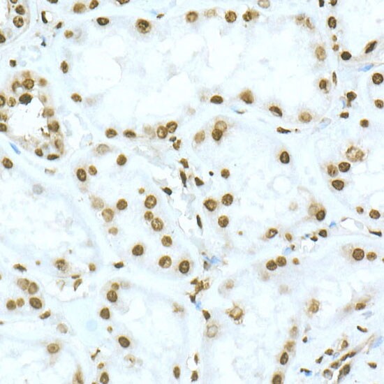 TOX Antibody - Azide and BSA Free