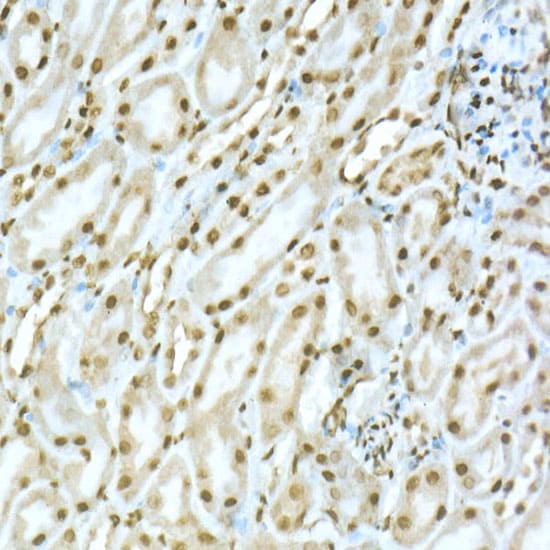TOX Antibody - Azide and BSA Free