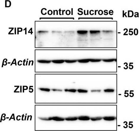 SLC39A5 Antibody - Azide and BSA Free