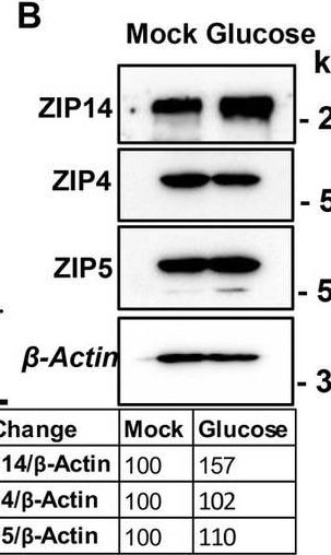 SLC39A5 Antibody - Azide and BSA Free