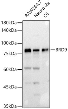 BRD9 Antibody - BSA Free