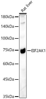 EIF2AK1 Antibody - BSA Free