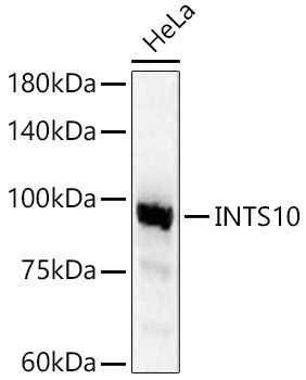 INTS10 Antibody - BSA Free