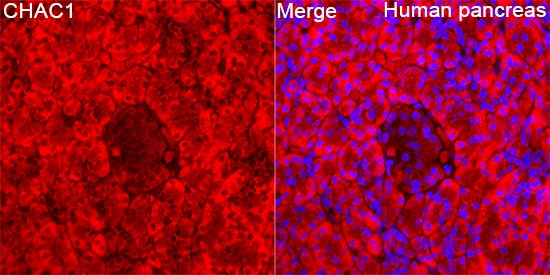 CHAC1 Antibody - Azide and BSA Free