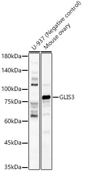 GLIS3 Antibody - Azide and BSA Free