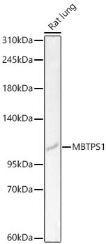 MBTPS1 Antibody - Azide and BSA Free