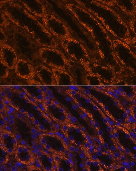 LAMC2 Antibody - Azide and BSA Free