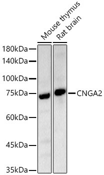 CNGA2 Antibody - Azide and BSA Free