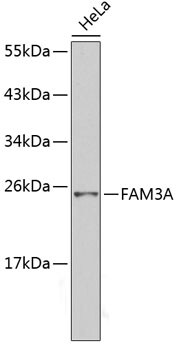 FAM3A Antibody - BSA Free