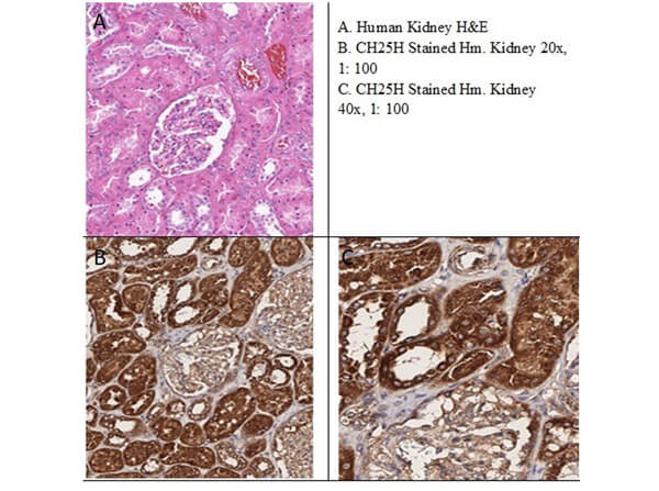 CH25H Antibody