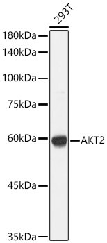 AKT2 Antibody - Azide and BSA Free