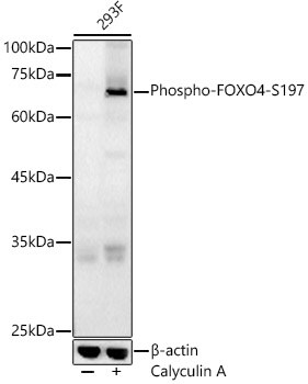 FOXO4 [p Ser197] Antibody - Azide and BSA Free