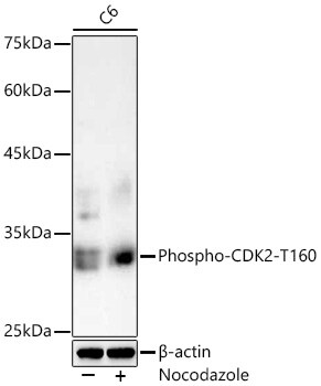 CDK2 [p Thr160] Antibody - Azide and BSA Free