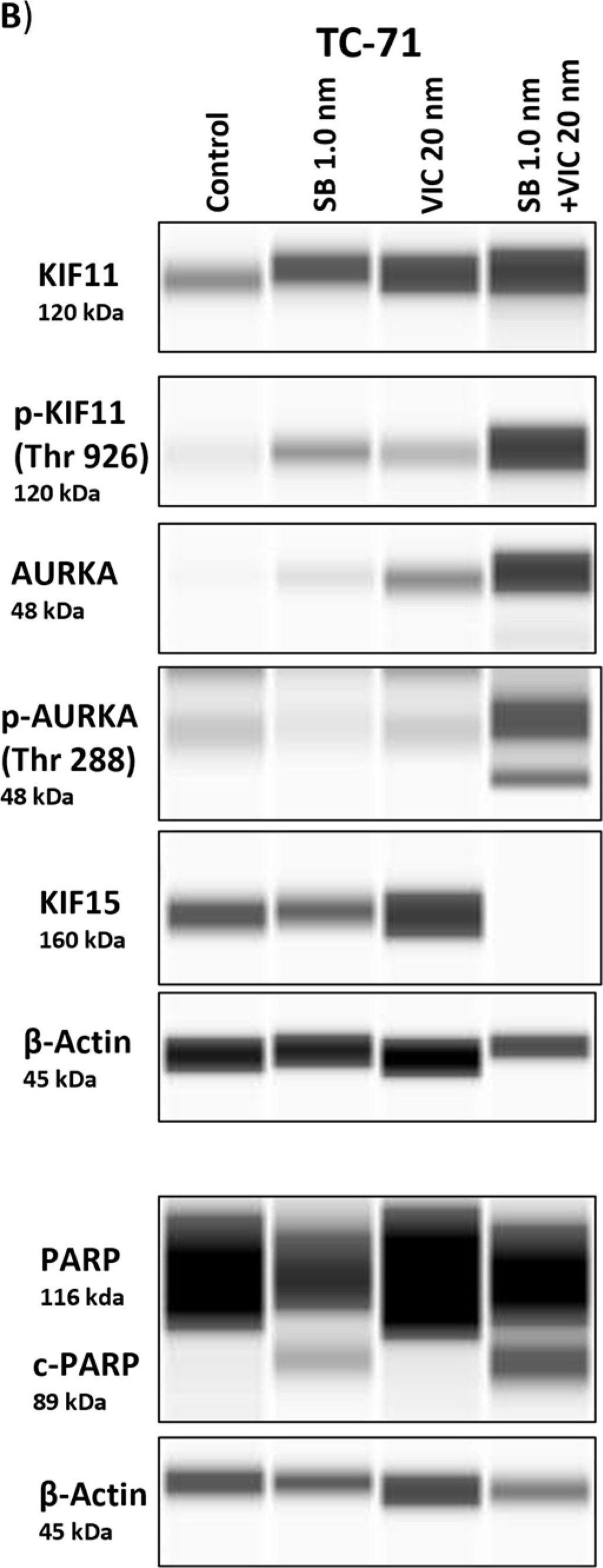Aurora A [p Thr288] Antibody - BSA Free
