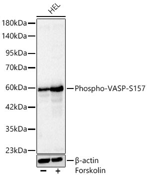 VASP [p Ser157] Antibody - Azide and BSA Free