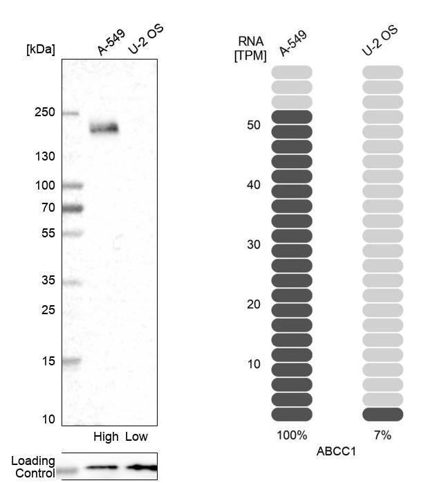 MRP1 Antibody - BSA Free Western Blot: MRP1 Antibody - BSA Free [NBP3-05508]