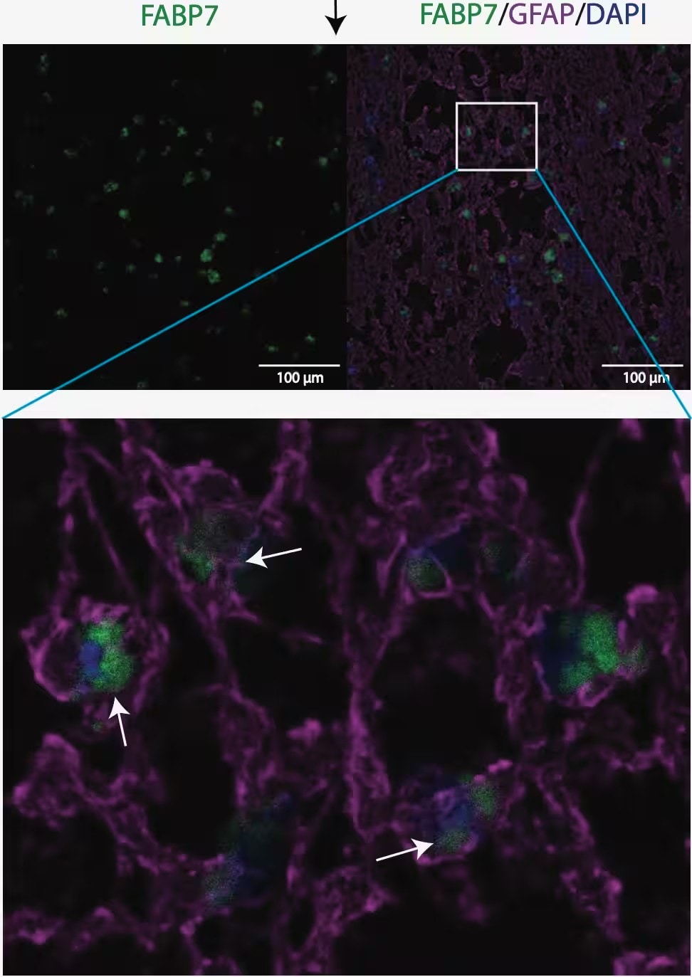 FABP7/B-FABP Antibody (2A84) [Alexa Fluor® 488]