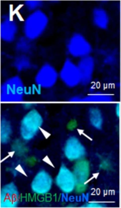 RBFOX3/NeuN Antibody - BSA Free