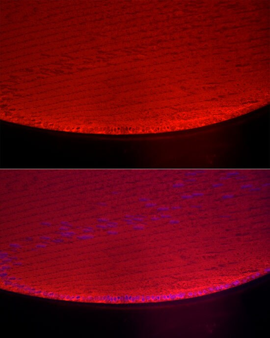 AlphaA Crystallin/CRYAA Antibody - BSA Free