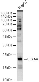 AlphaA Crystallin/CRYAA Antibody - BSA Free