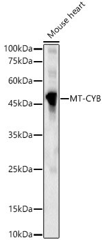 CYTB Antibody - BSA Free