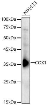 COX-1 Antibody - Azide and BSA Free
