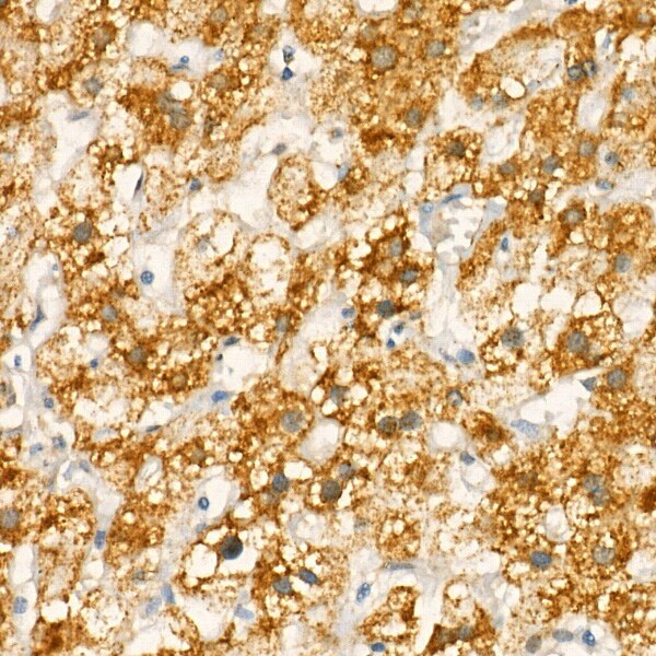 COX-1 Antibody - Azide and BSA Free