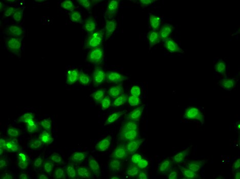 HRP-2 Antibody - BSA Free