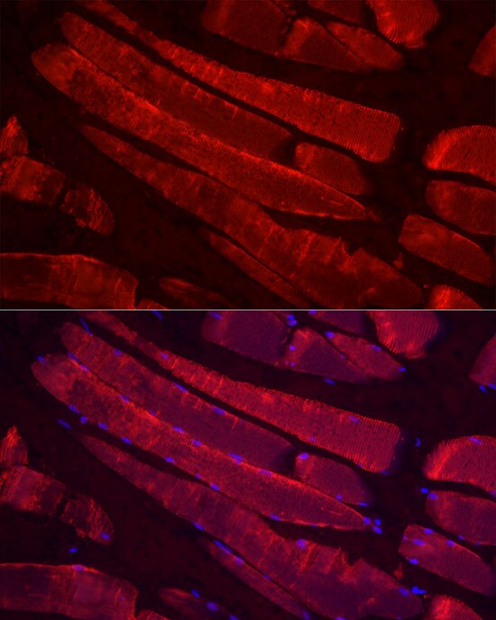 MYH4 Antibody - BSA Free