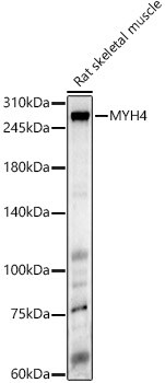 MYH4 Antibody - BSA Free