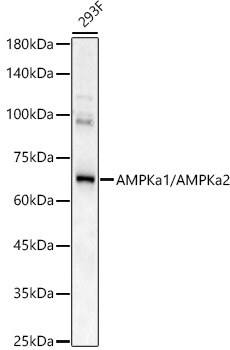 AMPK alpha 1/2 Antibody - Azide and BSA Free