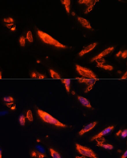 LRRC7 Antibody - Azide and BSA Free