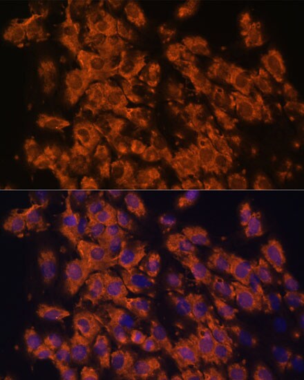 LRRC7 Antibody - Azide and BSA Free