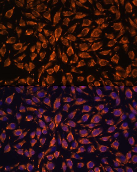 LRRC7 Antibody - Azide and BSA Free